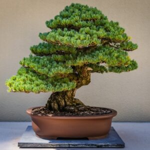 Bonsai